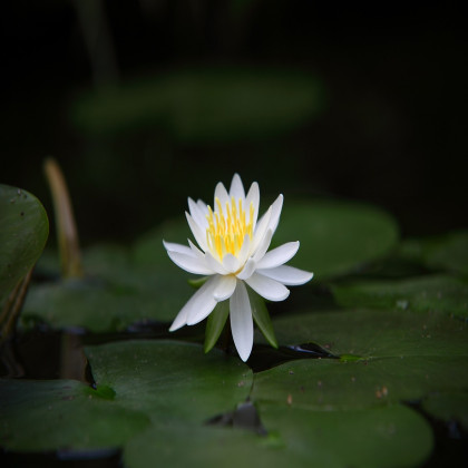 Semena lotosu – Lotos indický – Nelumbo nucifera