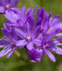 Dichelostemma - Dichelostemma congestum - cibuloviny - 2 ks