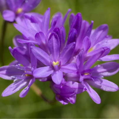 Dichelostemma - Dichelostemma congestum - cibuloviny - 2 ks