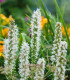 Šuškarda bílá Alba - Liatris spicata - cibuloviny - 5 ks
