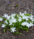 Ladonička bílá zářící - Chionodoxa luciliae alba - cibuloviny - 5 ks