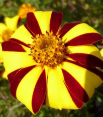 Aksamitník rozkladitý vysoký - Tagetes patula - semena - 0,3 g