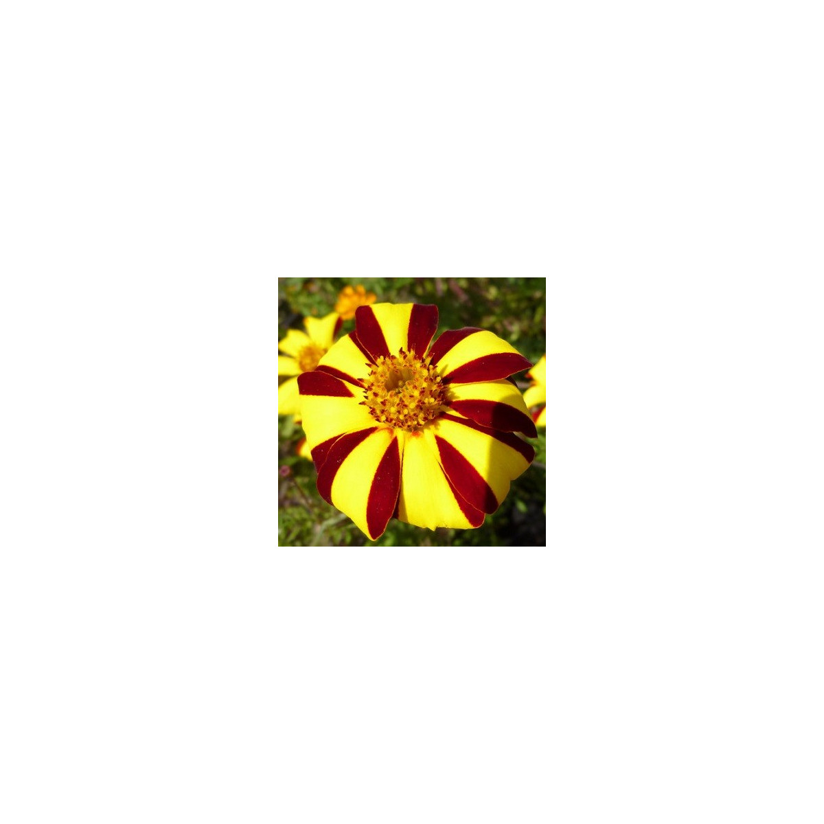 Aksamitník rozkladitý vysoký - Tagetes patula - semena - 0,3 g