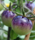 Rajče Blueberry - Solanum lycopersicum - semena - 6 ks