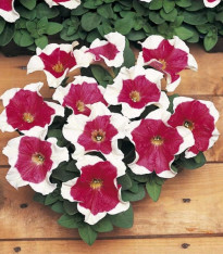 Petúnie mnohokvětá Red Frost F1 - Petunia Multiflora - semena - 20 ks