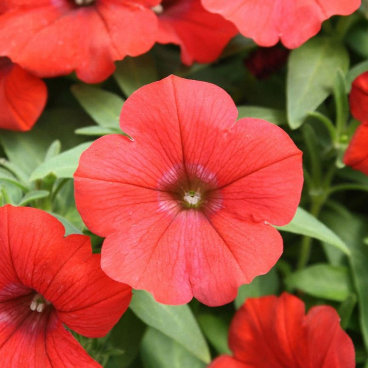 Petúnie Scarlet červená - Petunia Nana Compacta - semena - 20 ks