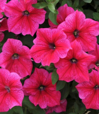 Petúnie Rose Of Heavens - Petunia Nana Compacta - semena - 20 ks