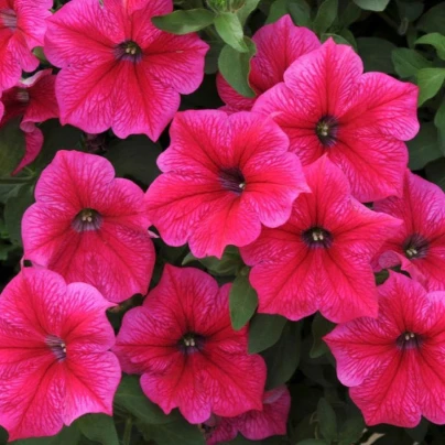 Petúnie Rose Of Heavens - Petunia Nana Compacta - semena - 20 ks