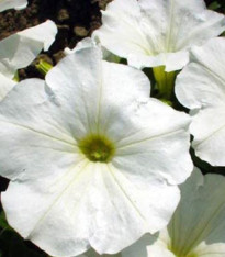 Petúnie bílá nízká Snowball - Petunia Nana Compacta - semena - 20 ks