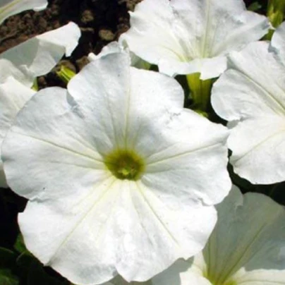 Petúnie bílá nízká Snowball - Petunia Nana Compacta - semena - 20 ks