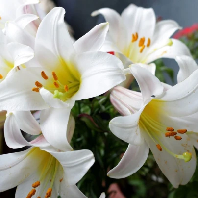 Balíček cibulek lilií - Lilium - cibuloviny - 3 ks