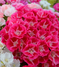 Zářivka velkokvětá směs - Godetia amoena - semena - 0,1 g