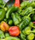 Chilli Pimentos de Padron - Capsicum annuum - semena - 7 ks