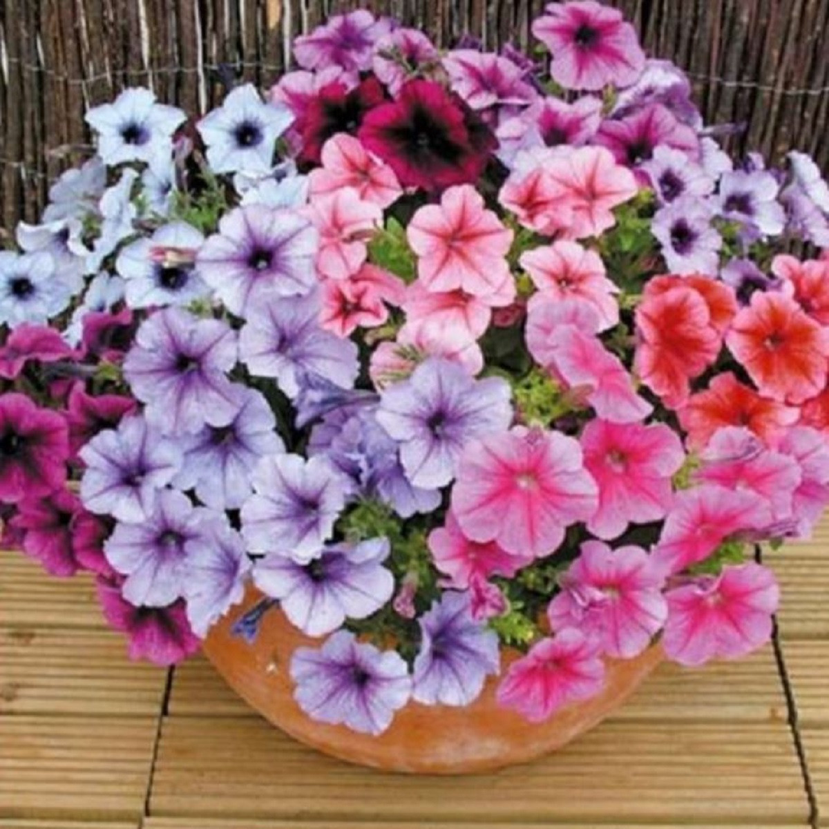 Petúnie Superbissima směs - Petunia Nana Compacta - semena - 20 ks