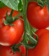 Rajče Mercedes F1 - Lycopersicon lycopersicum - semena - 5 ks