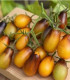 Rajče Indigo Pear Drops - Solanum lycopersicum - semena - 5 ks