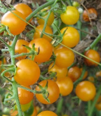 Rajče Sladké zlato - Solanum lycopersicum - semena - 7 ks