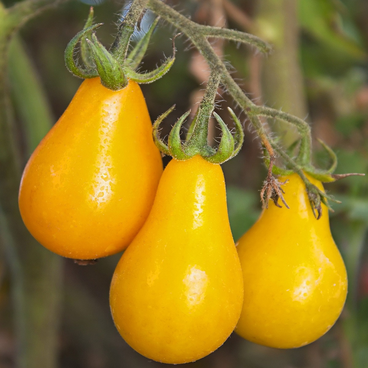 Rajče Žlutá hruška - Lycopersicon esculentum - semena - 6 ks