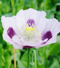 Mák Blue Moon - Papaver somniferum - semena - 100 ks