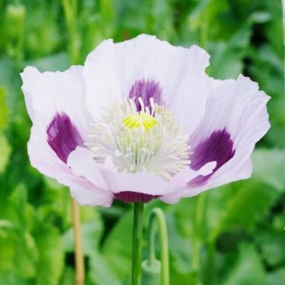 Mák Blue Moon - Papaver somniferum - semena - 100 ks