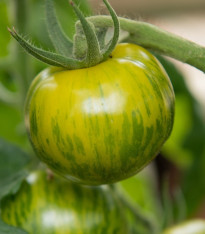 Rajče Zelená zebra - Solanum lycopersicum - semena - 6 ks