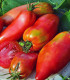 Rajče Andenhorn Andine Cornue - Solanum lycopersicum - semena - 10 ks