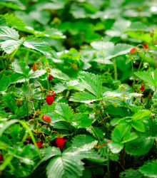 Jahodník lesní Tubby Red - Fragaria vesca - semena - 15 ks