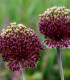 Česnek Red Mohican - Allium amethystinum  - cibuloviny - 1 ks
