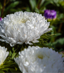 Astra čínská Princess bílá - Callistephus chinensis - semena - 50 ks