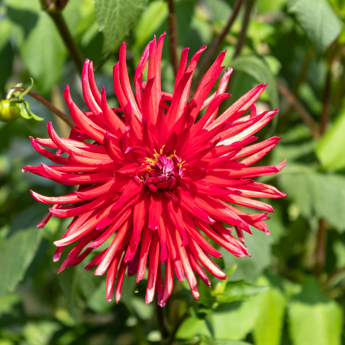 Astra čínská jehlicovitá červená - Callistephus chinensis - semena - 150 ks