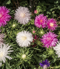 Astra čínská jehlicovitá směs - Callistephus chinensis - semena - 150 ks