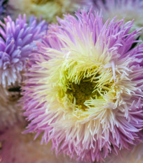 Astra čínská fialová Gerda - Callistephus chinensis - semena - 150 ks