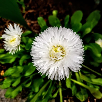 Astra čínská bílá Gaia - Callistephus chinensis - semena - 150 ks
