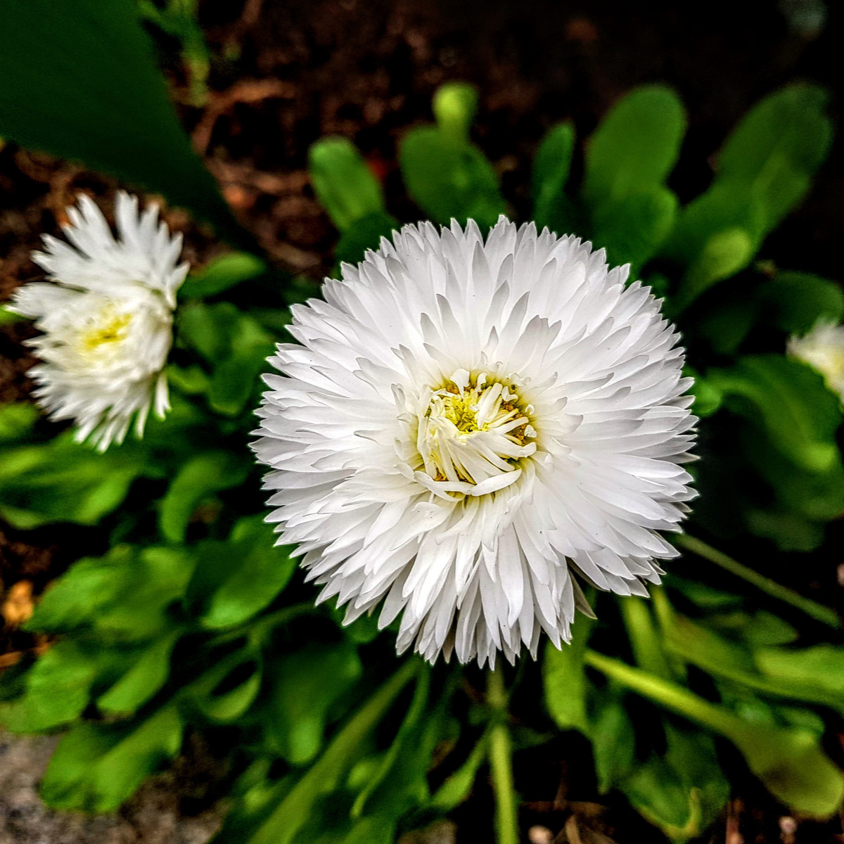 Astra čínská bílá Gaia - Callistephus chinensis - semena - 150 ks