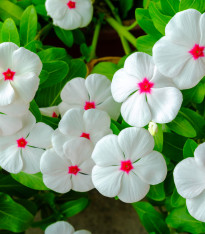 Barvínek Polka F1 - Catharanthus - semena - 30 ks