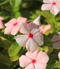 Barvínek Apricot F1 - Catharanthus - semena - 30 ks