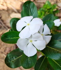 Barvínek White F1 - Catharanthus - semena - 30 ks
