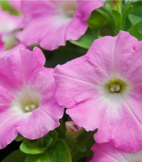 Petúnie Rosy Velvet F1 - Surfínie - Petunia hybrida - semena - 12 ks