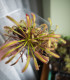 Rosnatka kapská Triffid Rose - Drosera Capensis - semena - 15 ks