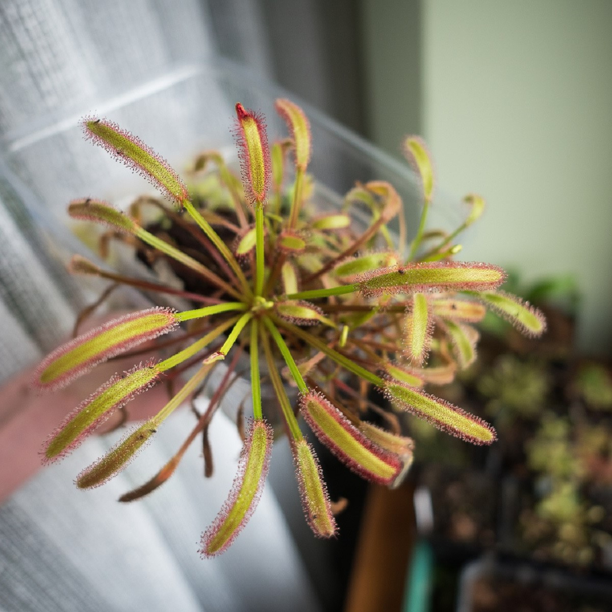Rosnatka kapská Triffid Rose - Drosera Capensis - semena - 15 ks
