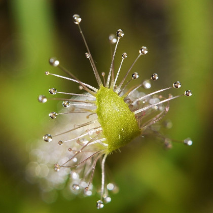Rosnatka kapská nízká - semena - 15 ks - Drosera Capensis compact