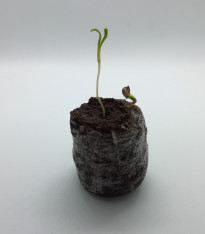 Sadbovací tablety - Jiffy - 25 mm - 1 ks