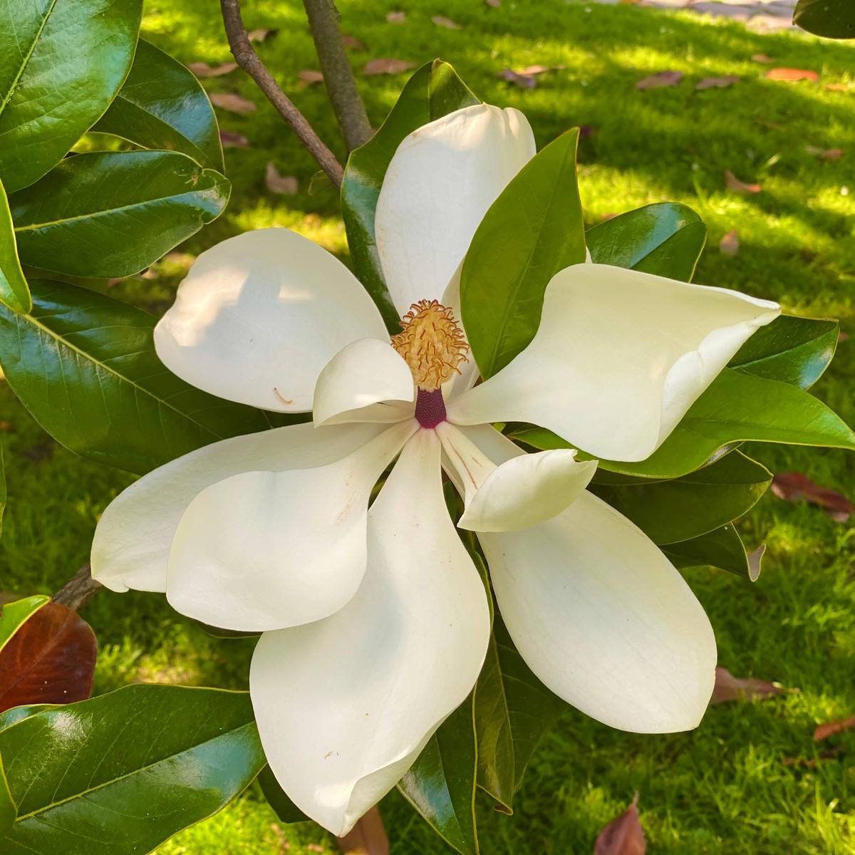 Magnólie velkokvětá - semen - 5 ks - Magnolia grandiflora