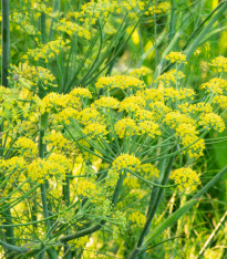 BIO Fenykl kořeninový - Foeniculum ssp. - bio semena - 35 ks