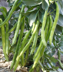Bob obecný Piccola - Vicia faba - semena - 20 ks