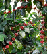 Kávovník arabský Himalaya - Coffea arabica Himalaya - semena - 15 ks
