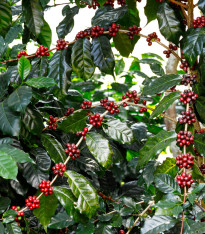 Kávovník arabský Himalaya - Coffea arabica Himalaya - semena - 15 ks