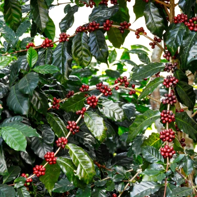 Kávovník arabský Himalaya - Coffea arabica Himalaya - semena - 15 ks