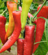 BIO Paprika Sweet Dreams - Capsicum annuum - bio semena - 10 ks