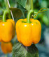 BIO Paprika žlutá California Wonder - Capsicum annuum - bio semena - 10 ks